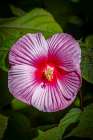 USA, Colorado, Fort Collins. Close-up of hibiscus flower. Art Print